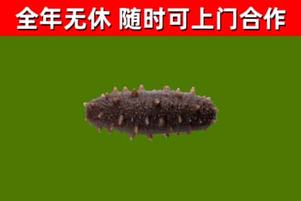 瑞金市回收海参干
